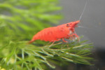 Caridina Sakura Red